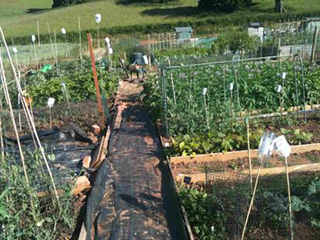 Allotment Half Plot